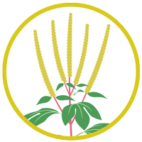 花粉症のブタクサ