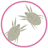 アレルギーのダニ