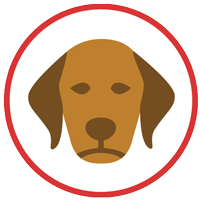 アレルギーの犬