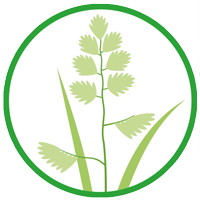 花粉症のカモガヤ