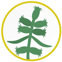 花粉症のヨモギ