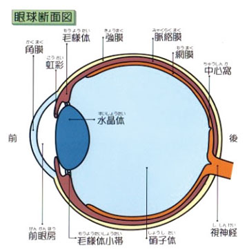 眼球断面図